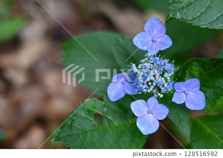 山谷中盛開的繡球花 128516592