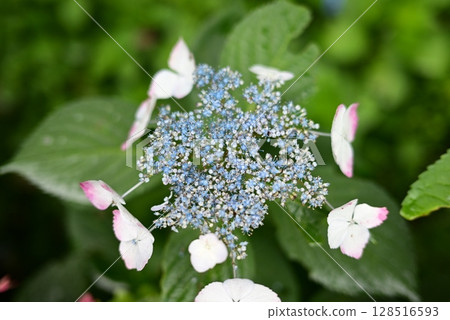 山谷中盛開的繡球花 128516593