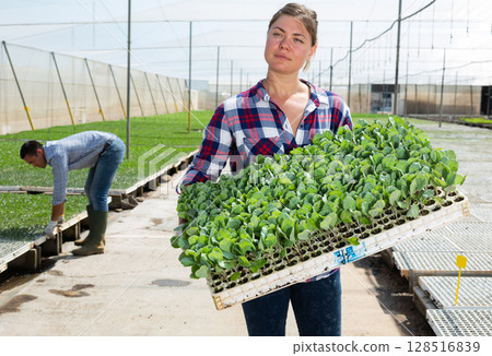 Woman working in greenhouse is engaged in growing ornamental grass seedlings in cassettes 128516839
