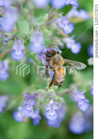 Honeybees sucking flower nectar 128517813