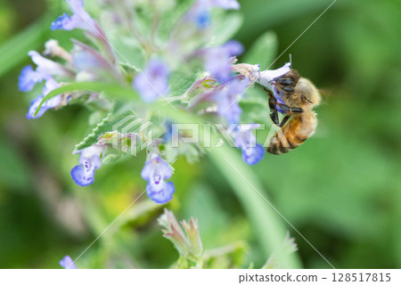 A bee sticks its face into a flower and sucks nectar with all its might 128517815