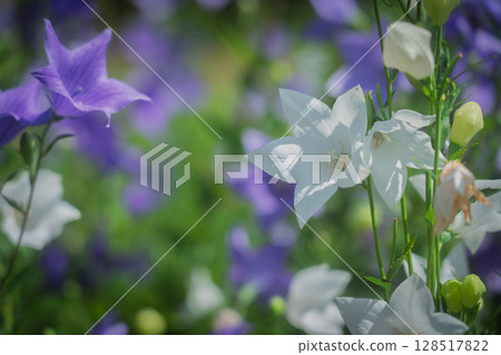 Photographing the bellflowers of the seven autumn herbs in full bloom at Kyonosato in Kameoka, Kyoto Prefecture 128517822