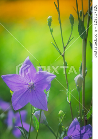 Photographing the bellflowers of the seven autumn herbs in full bloom at Kyonosato in Kameoka, Kyoto Prefecture Photographing the bellflowers of the seven autumn herbs in full bloom at Kyonosato in Kameoka, Kyoto Prefecture 128517826