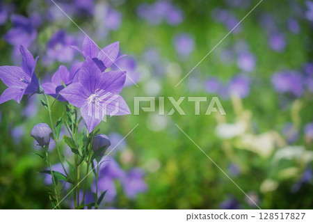 Photographing the bellflowers of the seven autumn herbs in full bloom at Kyonosato in Kameoka, Kyoto Prefecture Photographing the bellflowers of the seven autumn herbs in full bloom at Kyonosato in Kameoka, Kyoto Prefecture 128517827