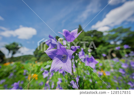 Photographing the bellflowers of the seven autumn herbs in full bloom at Kyonosato in Kameoka, Kyoto Prefecture 128517831