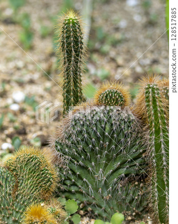 Small planted cactus Small planted cactus 128517885