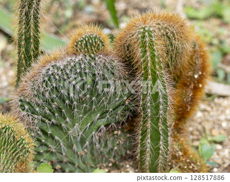 Small planted cactus 128517886