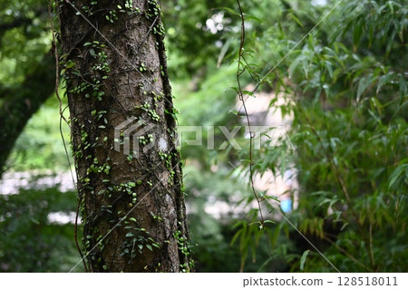 Mountain scenery full of natural greenery 128518011