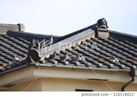 Rock pigeon resting on the roof 128518022