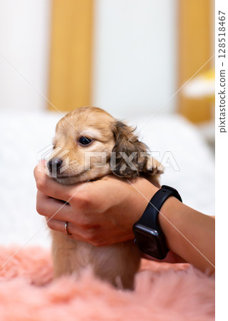 Kaninchen Dachshund puppy, 1 and a half months old 128518467