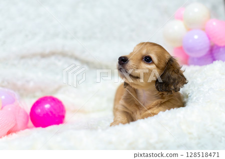 卡寧金臘腸幼犬,1個半月大 卡寧金臘腸幼犬,1個半月大 128518471