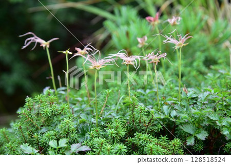 Summer scenery of Mt. Oyama, Murodo, Mt. Tateyama 128518524