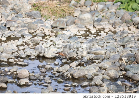 A thrush drinking water by the water 128518919