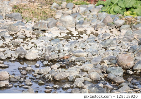 A thrush drinking water by the water 128518920
