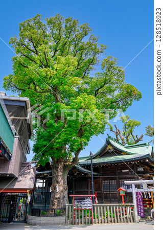東京都葛飾區五寶山立石熊野神社神木（雙樟樹）與安倍晴明有關的神社 128518923