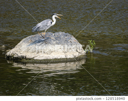 A heron screaming with its mouth open A heron screaming with its mouth open 128518940