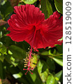 沖繩的紅芙蓉花 128519009