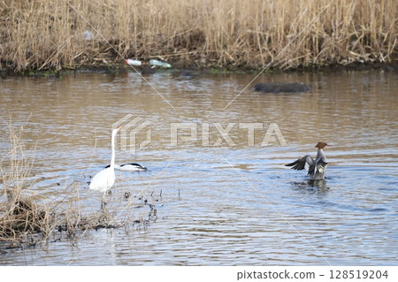 A common merganser searching for food A common merganser searching for food 128519204