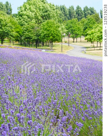 北海道的壯麗景色：札幌Satoland的薰衣草田 128519238