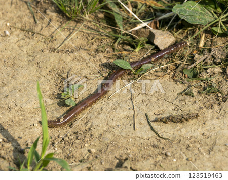 蚯蚓在地上爬行 128519463