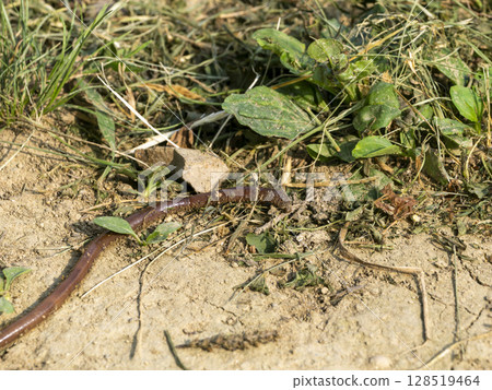 Earthworms crawling on the ground 128519464
