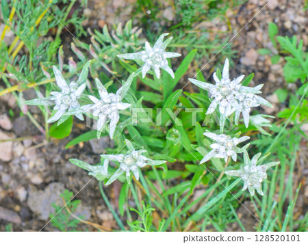 蒙古特日勒吉草原上盛開的雪絨花 128520101