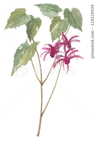 Watercolor painting of anchor plant, Epimedium Watercolor painting of anchor plant, Epimedium 128520434