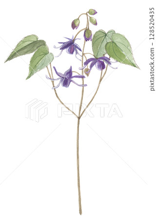 Watercolor painting of anchor plant, Epimedium Watercolor painting of anchor plant, Epimedium 128520435