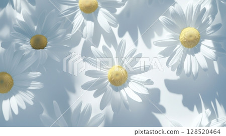 Chamomile flower  with natural shadow form sun light and white background 128520464