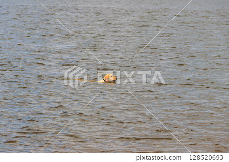 Cute labrador retriever puppy swimming in a river Cute labrador retriever puppy swimming in a river 128520693
