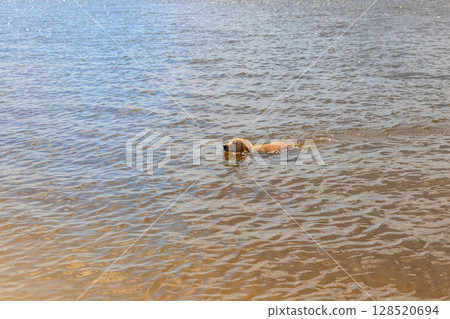 Cute labrador retriever puppy swimming in a river Cute labrador retriever puppy swimming in a river 128520694
