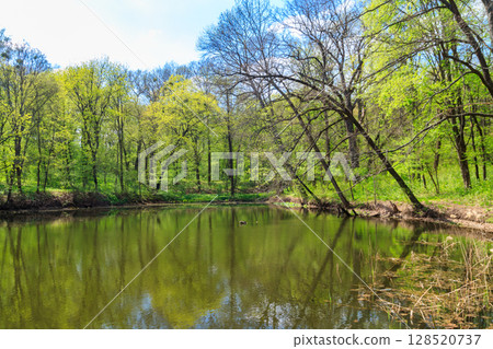 View of a beautiful lake in a green forest 128520737