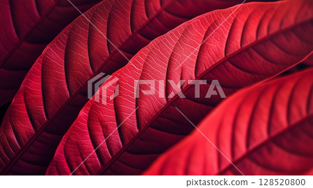 Closeup detail red betel leaves foliage botanical garden 128520800