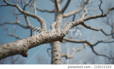 Detailed view of a tree branches against a clear sky in winter creating a stark seasonal scene emphasizing nature's beauty Detailed view of a tree branches against a clear sky in winter creating a stark seasonal scene emphasizing nature's beauty 128521320
