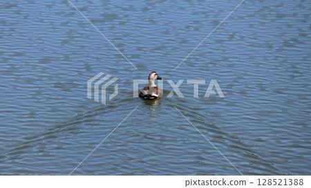 Back view of a swimming duck Back view of a swimming duck 128521388