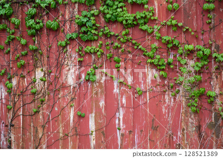 An old red container covered in ivy An old red container covered in ivy 128521389