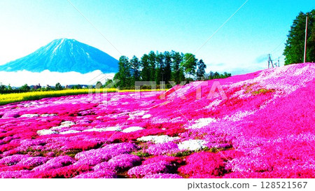 北海道俱知安町芝櫻公園 北海道俱知安町芝櫻公園 128521567