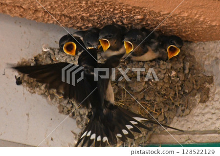 A swallow that built a nest in a station building opens its mouth wide and begs for food when its parents bring it. It's cute. 128522129