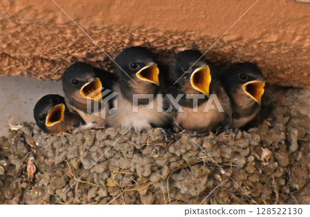 In the nest of the station building, baby swallows sense their parents' presence and open their mouths wide, as if they are singing together. It's so cute. 128522130