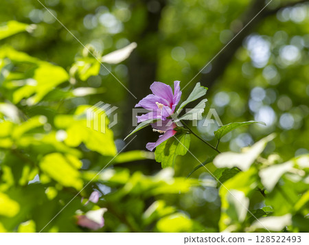 五月山盛開的木槿花 128522493