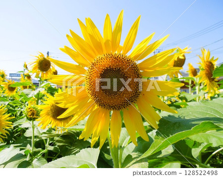 Oga no Sato 30,000 sunflowers field Sunflower Festival Oga no Sato 30,000 sunflowers field Sunflower Festival 128522498