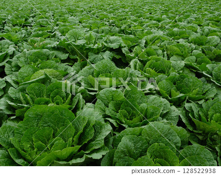Vegetable field 128522938