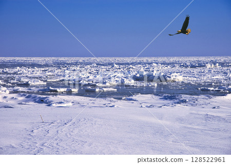 一隻雄鷹飛過鄂霍次克海的流冰 一隻雄鷹飛過鄂霍次克海的流冰 128522961