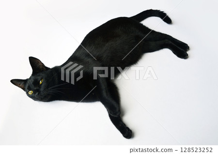 躺在白色背景上的黑貓 128523252