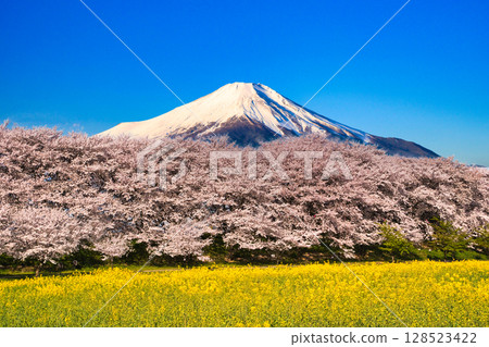 A composite of the cherry blossom trees along the Gongendo Bank and Mt. Fuji 128523422