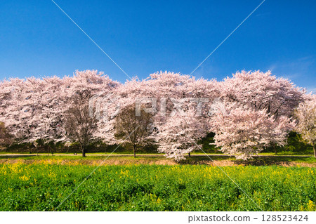 Spectacular view of the cherry blossom trees along Gongendo Bank 128523424