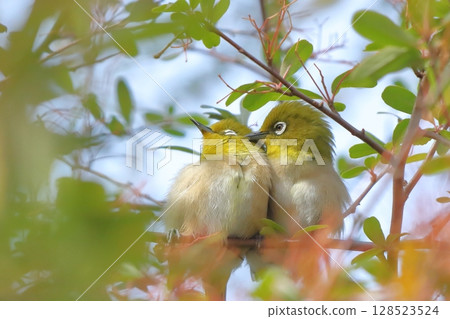 A loving pair of Japanese white-eyes 128523524