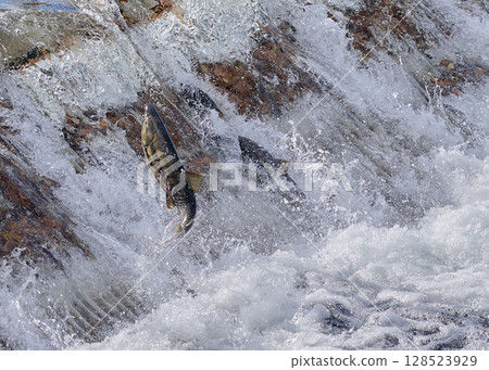 鮭魚逆流跳躍 鮭魚逆流跳躍 128523929