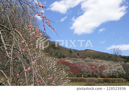 Spring plum grove in Yugawara, Kanagawa Prefecture 128523936