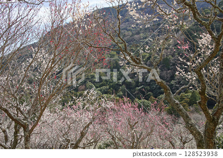 Spring plum grove in Yugawara, Kanagawa Prefecture 128523938